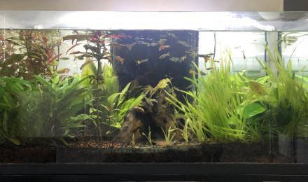 aquarium Bac Principal
