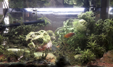 aquarium Asiatique