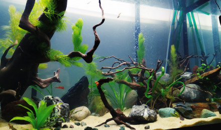 aquarium Bac communautaire