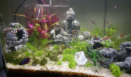aquarium Bac de 110l