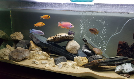 aquarium Mes ptits cichlidés