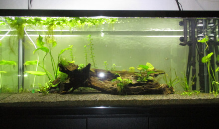 aquarium 240L