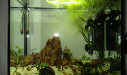 aquarium AQUARIUM ABANDONNE EX 25L de bogoss le betta