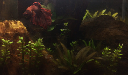 aquarium Spécifique combattant