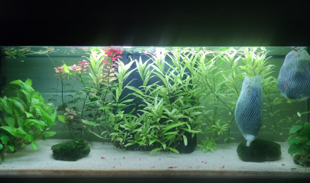 aquarium CBB Guppy and Red Cherry Nursery
