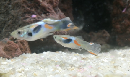 aquarium Guppy