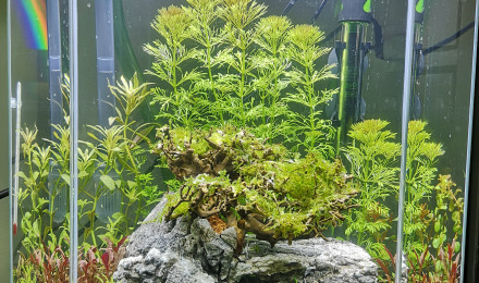 aquarium Bac 25l