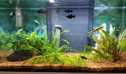 aquarium Aquarium Molly