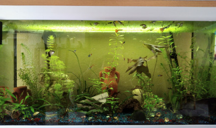 aquarium Cité en ruines