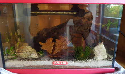 aquarium Chez les Daphnies