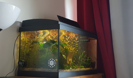 aquarium One piece
