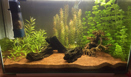 aquarium 100L Asiatique
