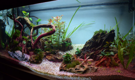 aquarium 93 Litres Ramirezi