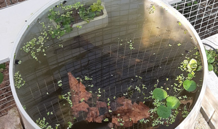 aquarium Bac à bestioles