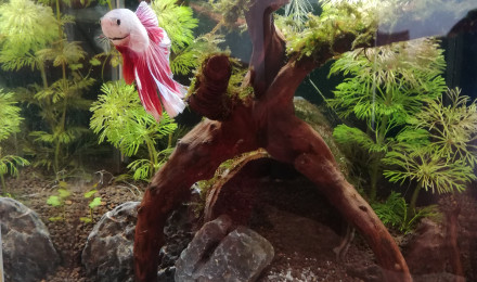 aquarium La caverne du betta dragon