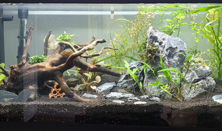 aquarium Au bonheur des crevettes