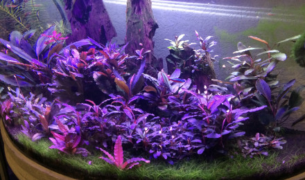 aquarium Aquarium Bornéo