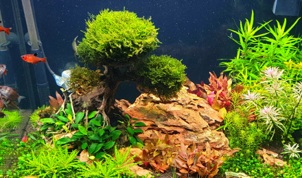 aquarium Juwel Lido 120