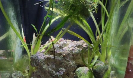 aquarium Salon 15