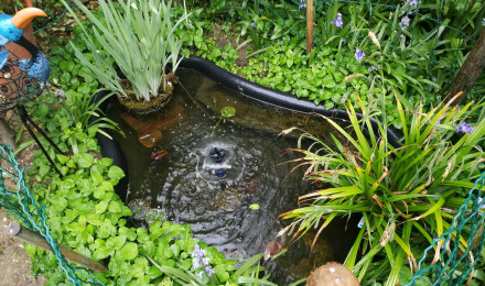 aquarium Etang