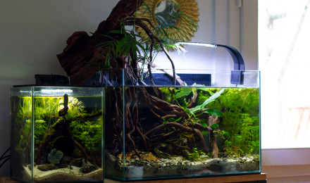 aquarium A place to hide