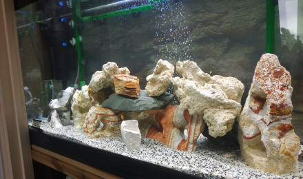 aquarium CICLIDES DU MALAWI 2