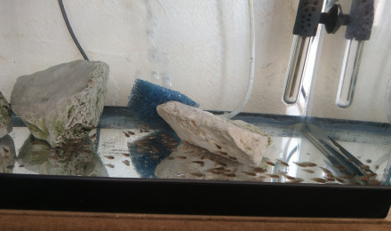 aquarium CICLIDES DU MALAWI  PETITS