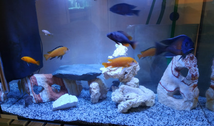 aquarium CICLIDES DU MALAWI  3