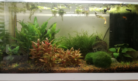 aquarium Aquarium 1