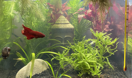 aquarium Nano
