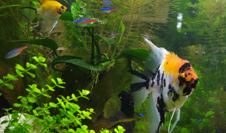 aquarium Amazonien_125l