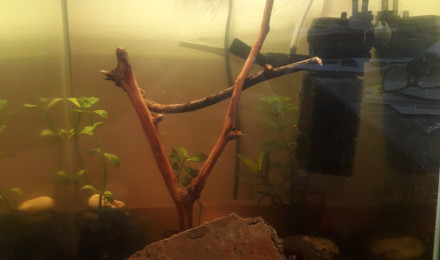 aquarium Shrimp and co