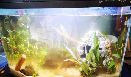 aquarium 18L