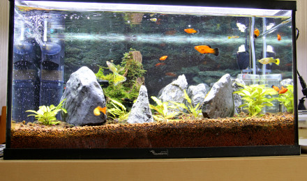 aquarium 54_litres