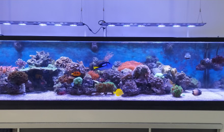 aquarium Récif 1500 Litres