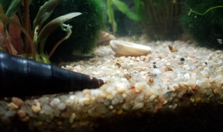aquarium Escargot