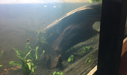 aquarium Aqua décante cascade