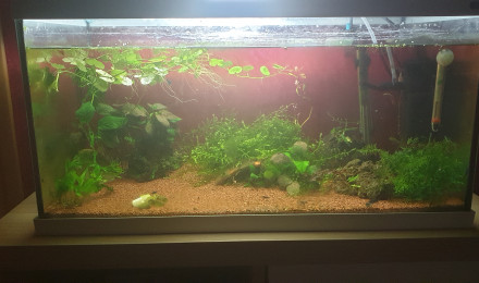aquarium Aquarium communautaire 2