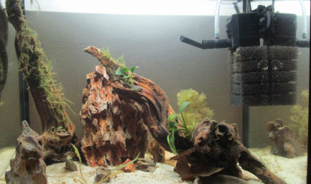 aquarium 25L Neocaridina heteropoda Blue Dream
