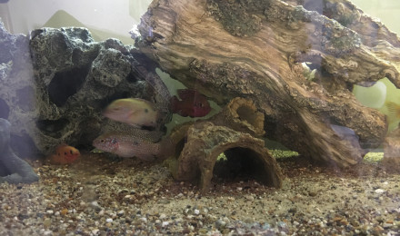 aquarium Cichlidés