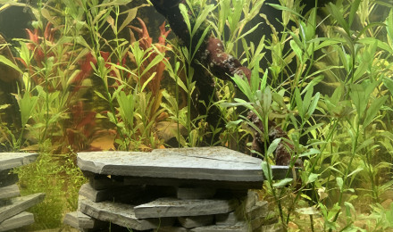 aquarium Borellii