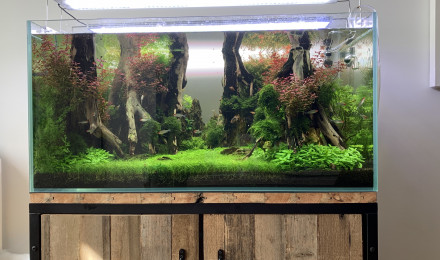 aquarium La clairière enchantée