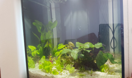 aquarium Mon aquarium en eau douce