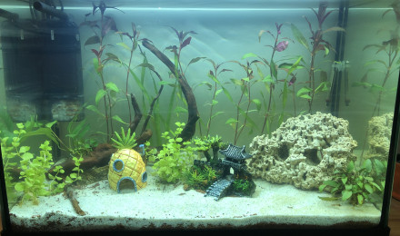 aquarium Spécifique crevettes