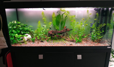 aquarium Fluval Roma 240