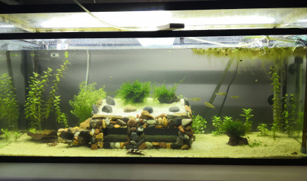 aquarium 120l Danio Rerio