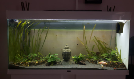 aquarium AquaPoissonRouge