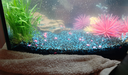 aquarium Bac 30L
