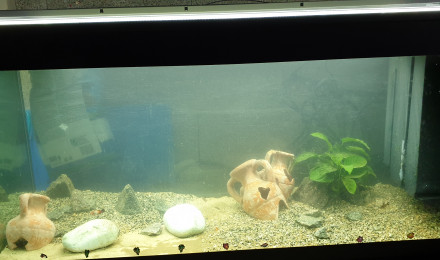 aquarium 350 poubelle