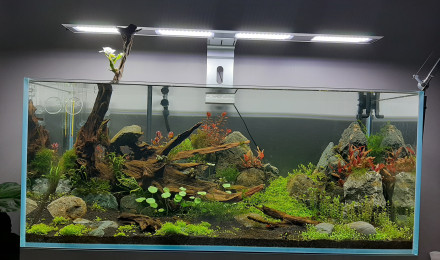 aquarium 300L